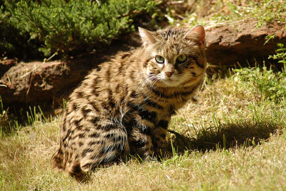 black footed cat