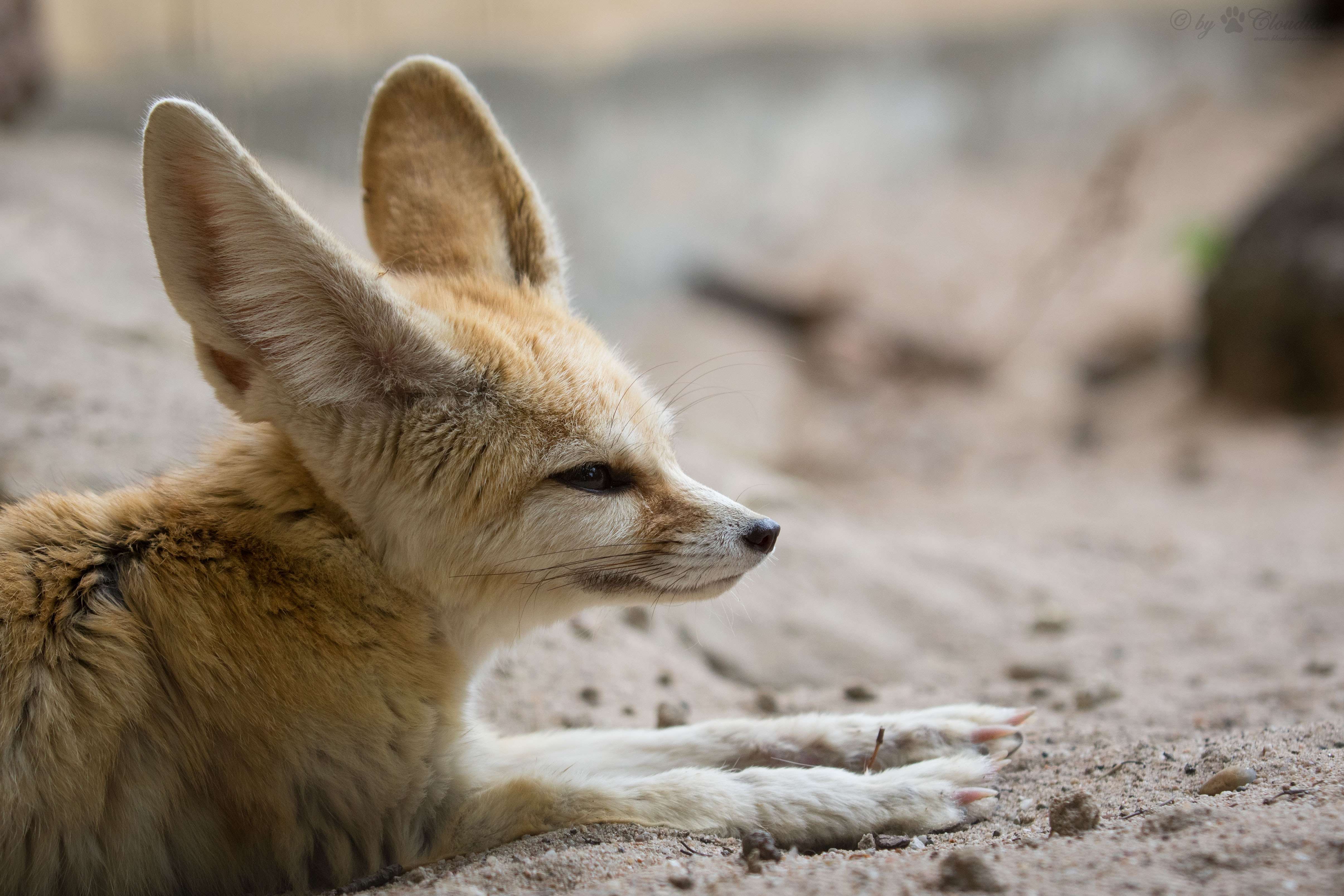 Fennec fox, Desert Fox, Sahara desert