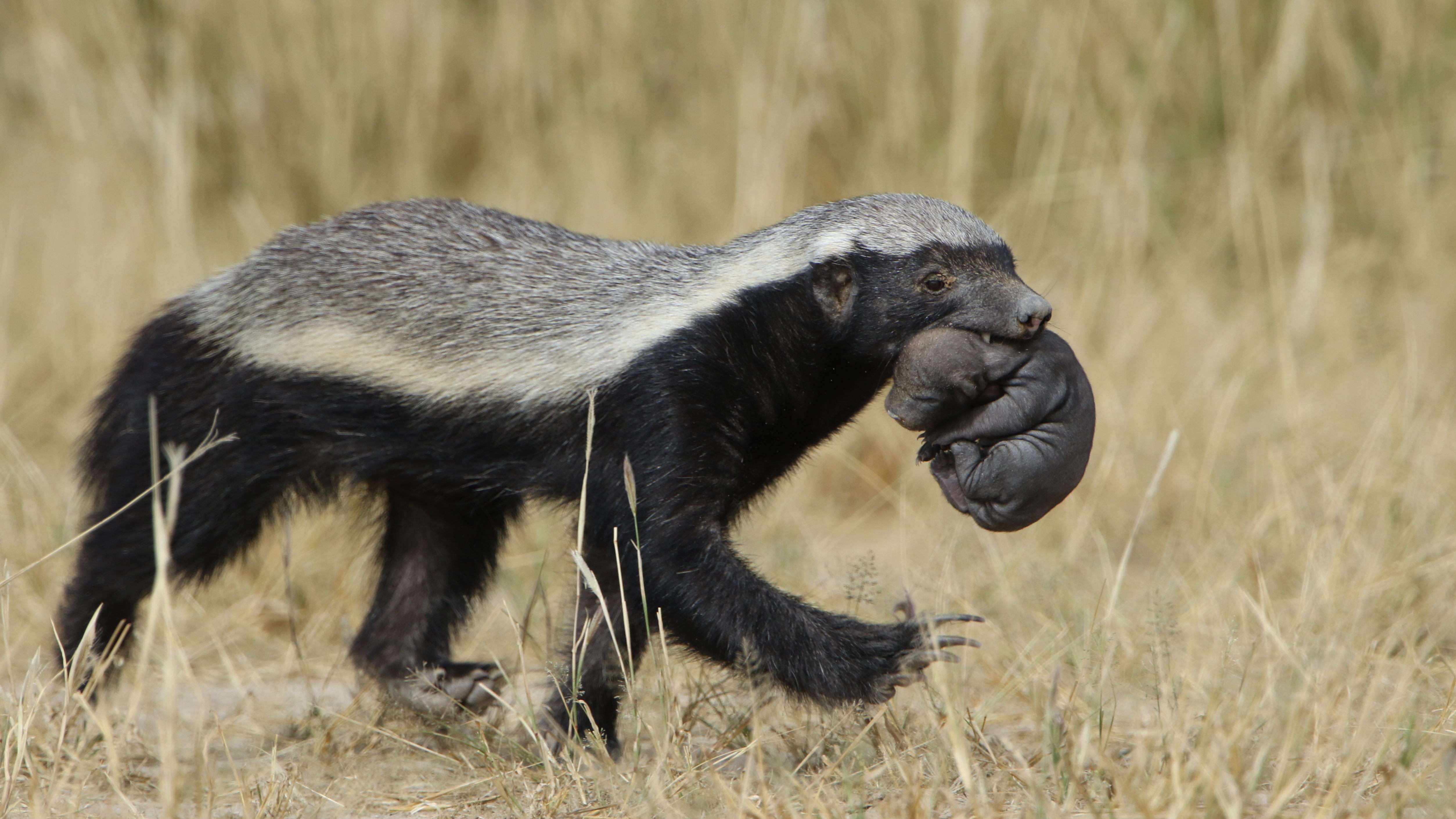 Honey Badger, Honey Badger Baby, Honey Badger hunting