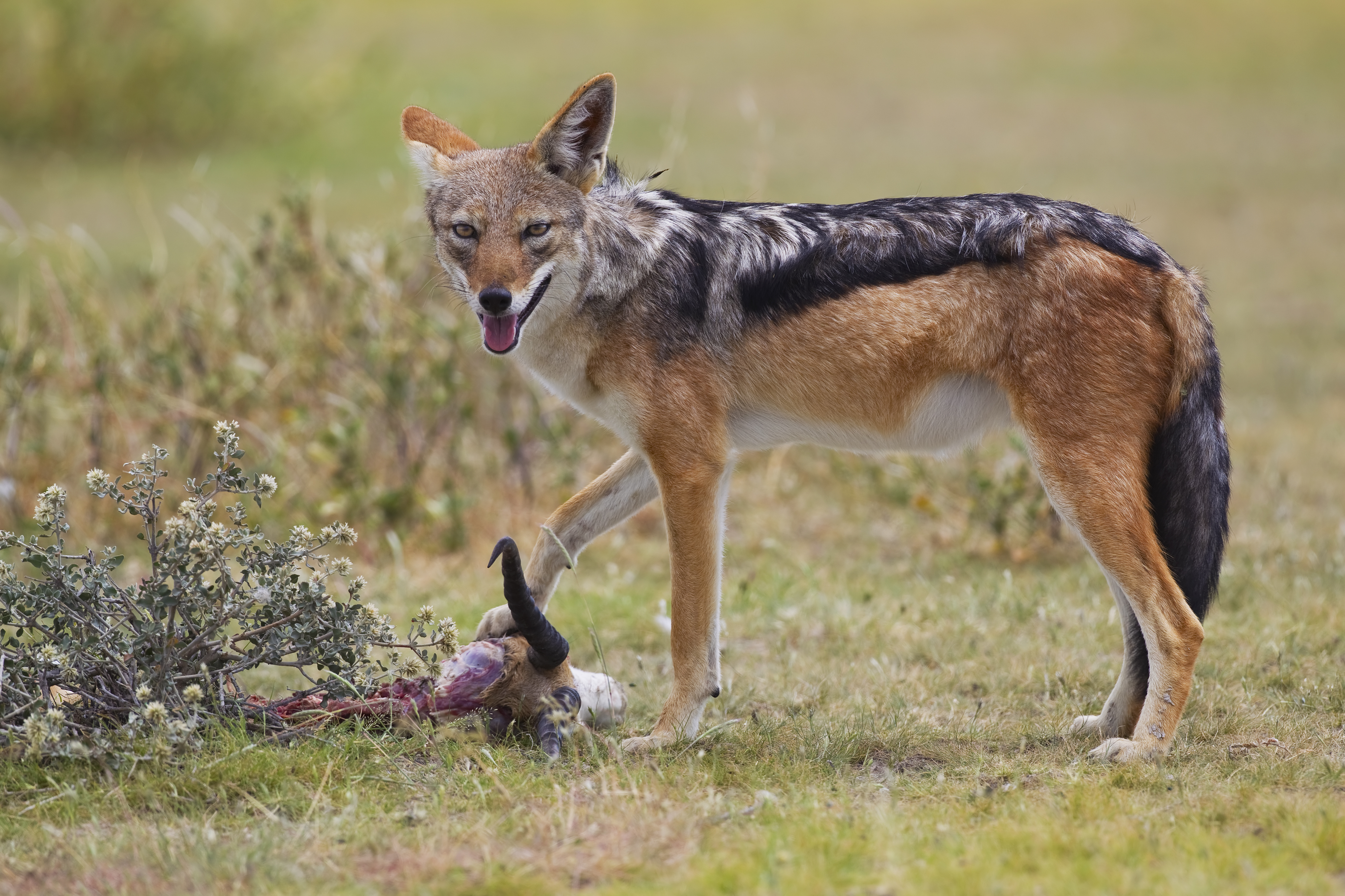 Jackal, Africa, Savanah, Golden Jackal