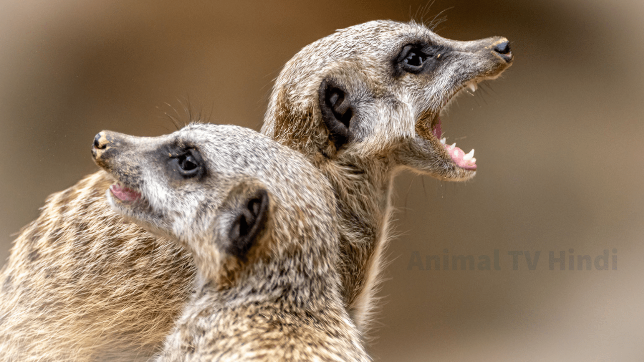 meerkat, wildlife, animals, nature