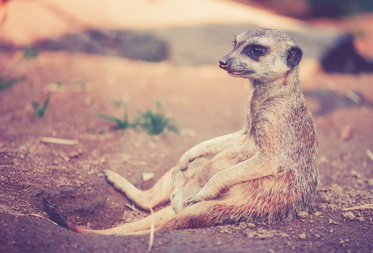 meerkat, animal