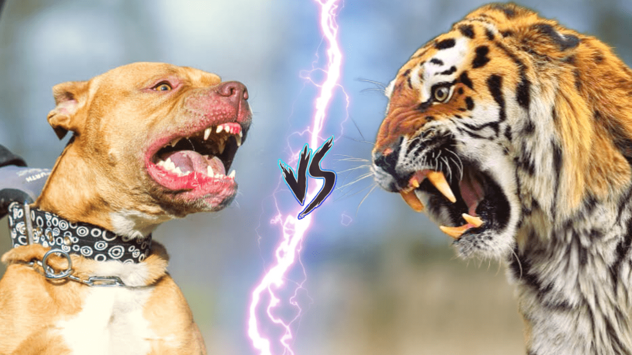 Tiger Vs Pit bull Who Would Win