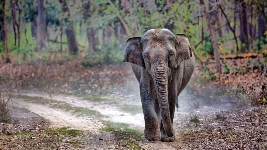 Indian Elephant, Asian Elephant, Elephant, Animal TV Hindi, India's most important wild animals, 