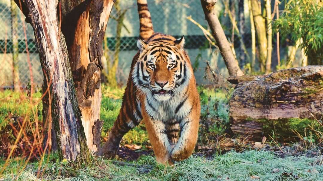 India's Most important wild animals, tiger, Bengal Tiger, 