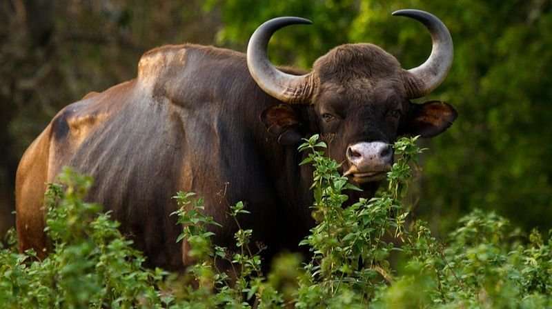 Gaur, Indian bison, buffalo, wild buffalo, water buffalo, Animal TV Hindi, India's most important wild animals, 