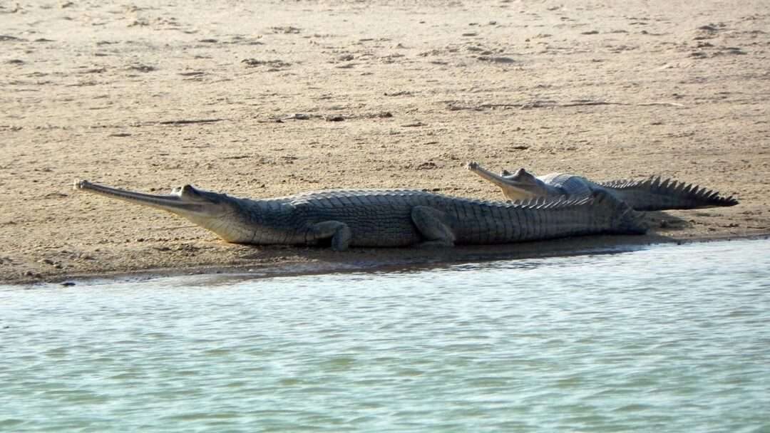 Gharial, chambal Gharial, ganga Gharial, Animal TV Hindi, India's most important wild animals, 