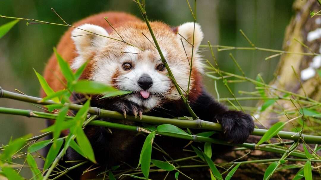 Red panda, Red panda funny, Red panda bamboo eating, Red panda Himalaya, Red panda animal TV Hindi, India's most important wild animals 