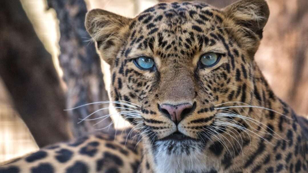 Indian Leopard, Leopard, Badgera, black panther, India's most dangerous animal, India's most important wild animals, Animal TV Hindi 