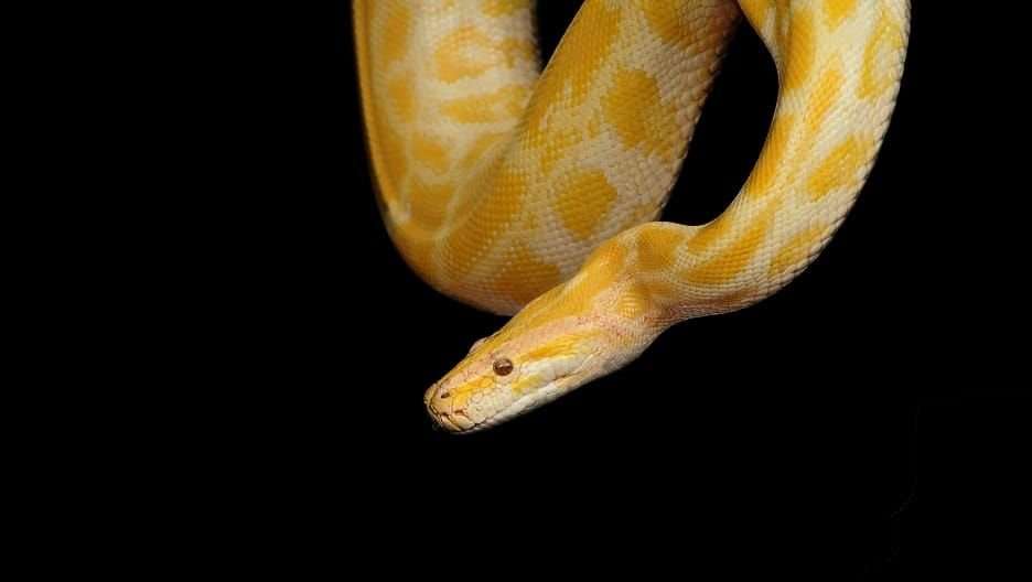 Yellow ball python, python, snakes, animal TV Hindi, most expensive animals, 