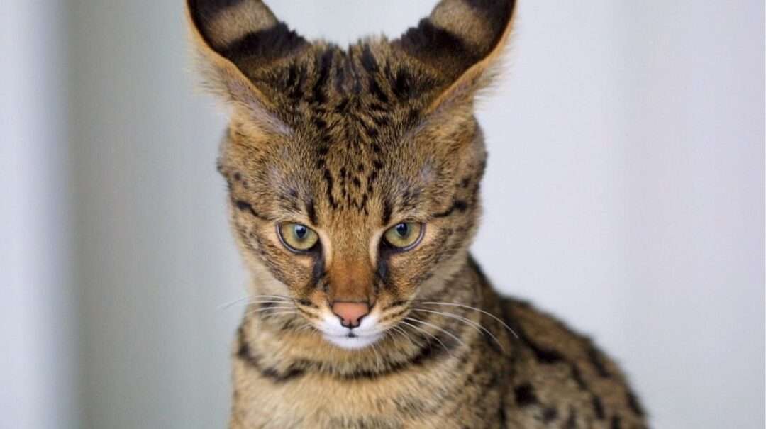World's Most Expensive Pet Animals, World's Most Expensive Cat,
