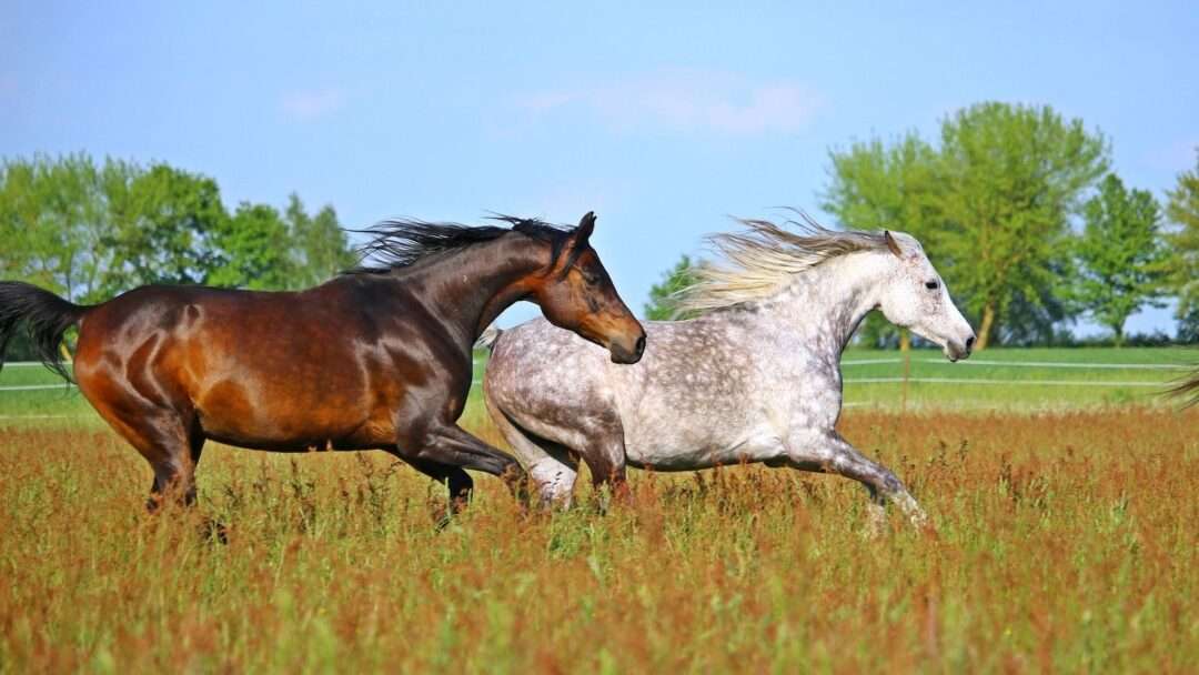 Horse, Arabian horse, race horse, most expensive horse, most expensive animals, Animal TV Hindi, 