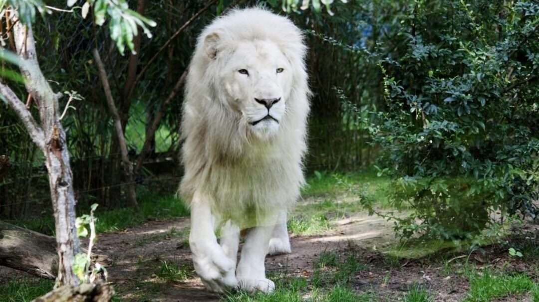 White lions, White lion, most expensive lion, most expensive animals, Animal TV Hindi, 