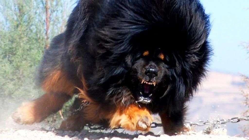 Tibetan Mastiff, Experience dog, dangerous dog, Most expensive animals, Animal TV Hindi, 