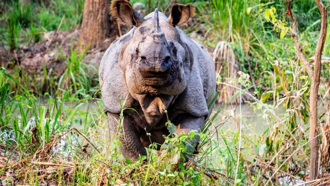 One horned rhino, animal TV Hindi rhino, India's most important wild animals,