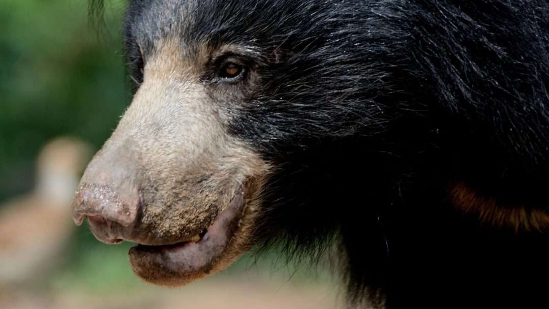 Sloth bear, Bear, ant eater bear, dangerous bear in India, Animal TV Hindi, India's most important wild animals, 