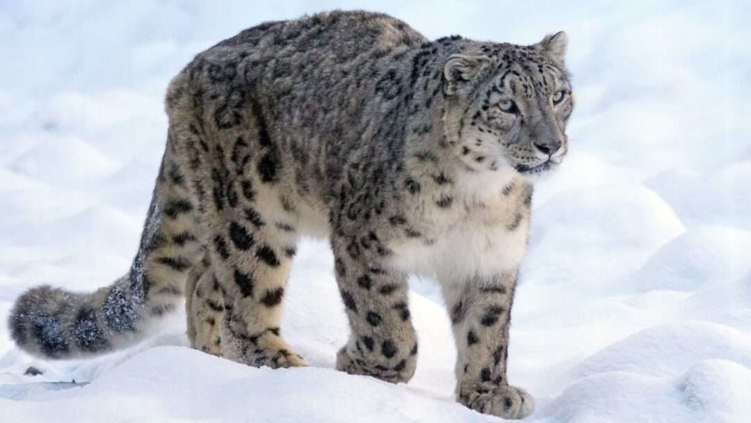 Snow leopard, Animal TV Hindi, India's most important wild animals, 