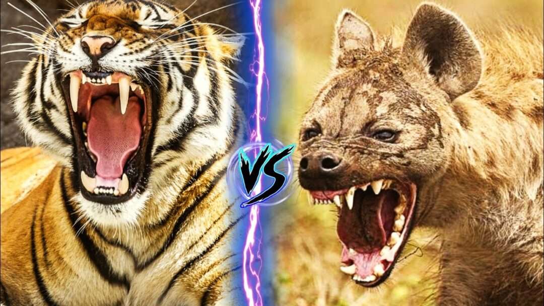 Siberian Tiger vs. Spotted Hyena: Who Would Win in a Fight?