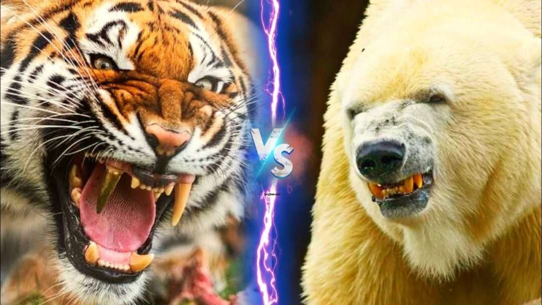 Siberian Tiger VS Polar Bear: Who Would Win?