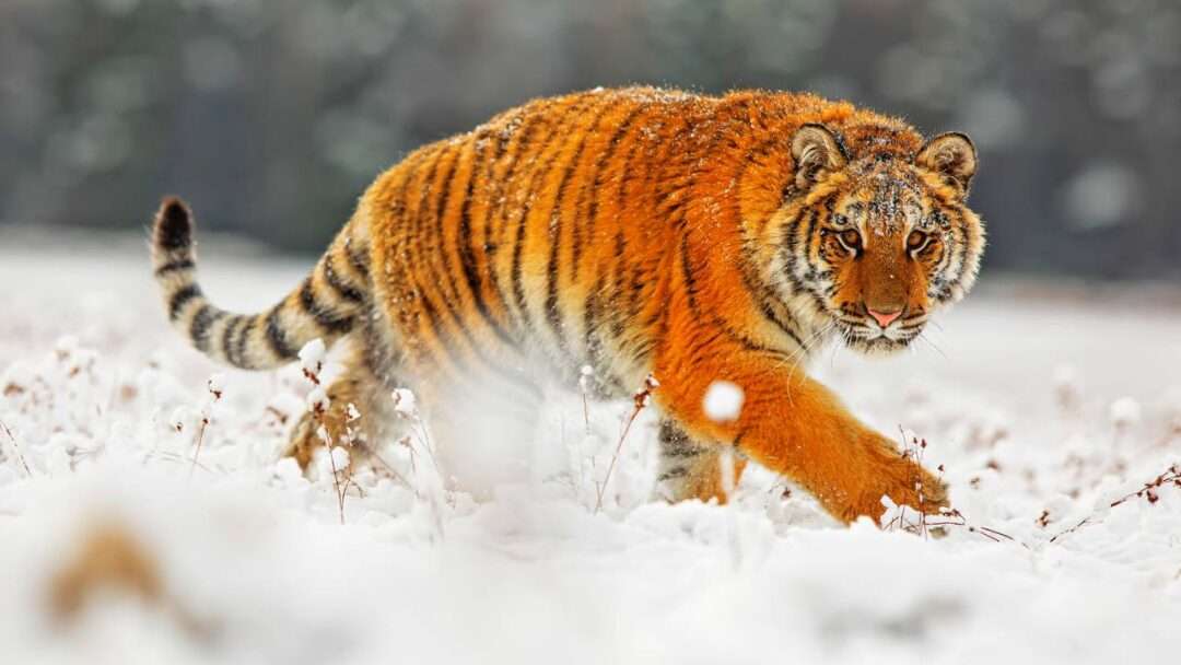 Siberian tiger hunting in the snow, Siberian Tiger,