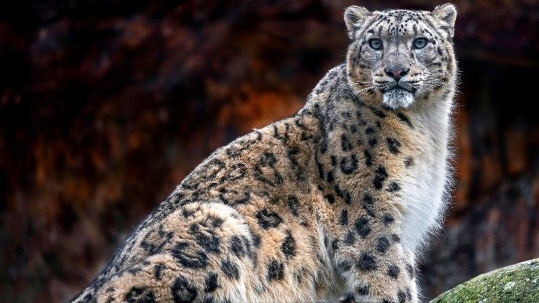 Snow leopard sitting in mountains