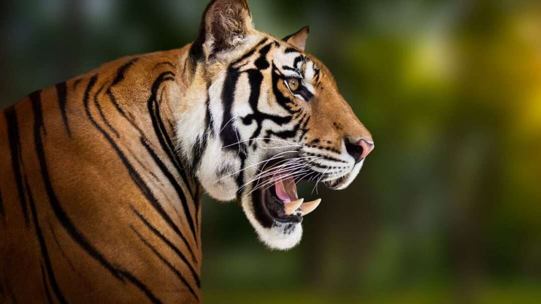 Bengal Tiger Size View image