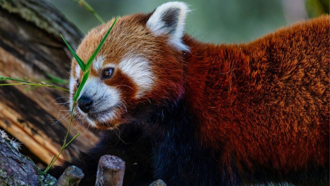 Red Panda sitting on a tree.