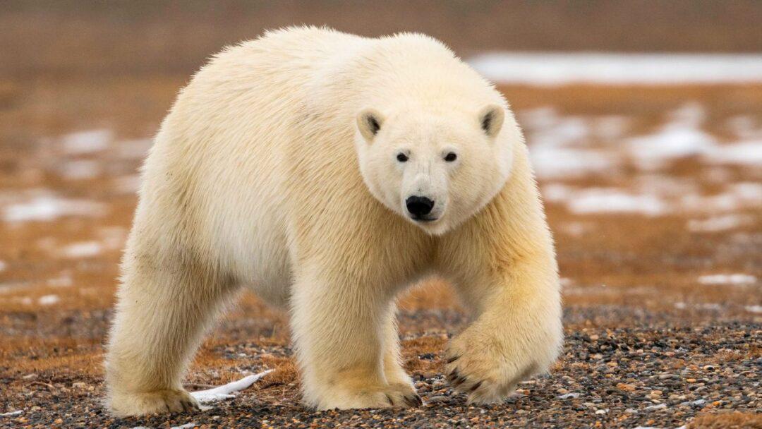 A polar bear standing on ice and staring at the camera.