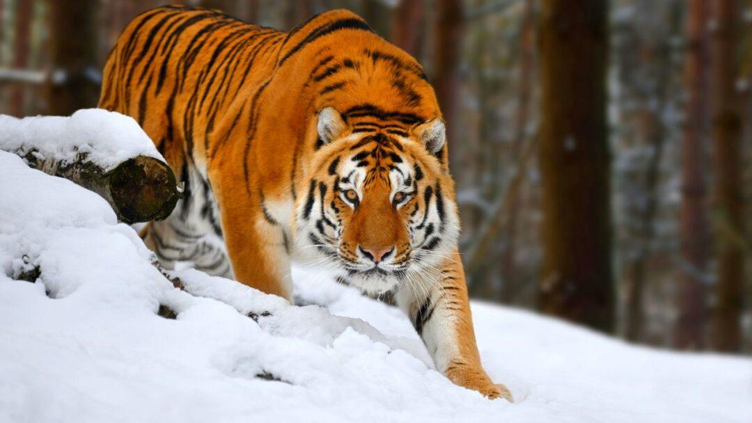 Siberian tiger standing on ice and staring at camera
