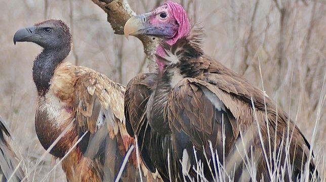 White-backed Vulture (Gyps africanus) and Lappet-faced Vulture (Torgos tracheliotos) near lioness carcass