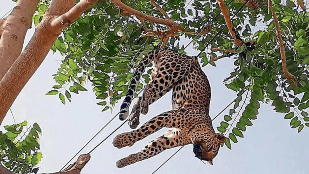 a leopard hanging on electric wires in india