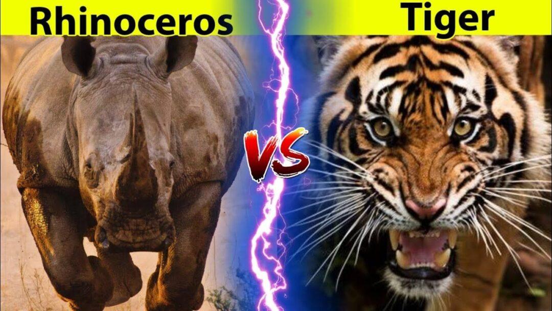 Tiger Vs Rhino: Who Would Win? | Animal TV Hindi