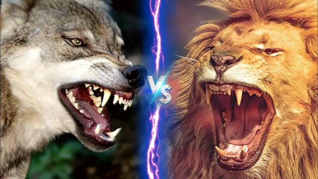 Lion VS Wolf who would win, Lion VS wolf real fight, Lion VS Wolf Fight to Death,
