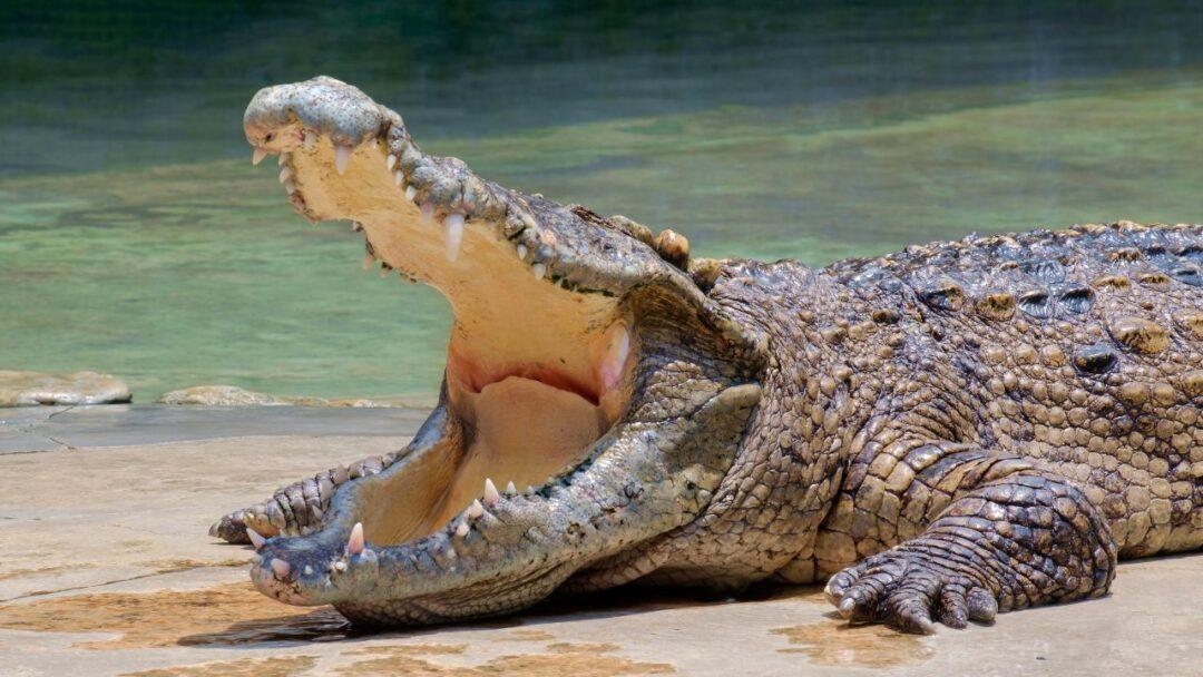 A saltwater crocodile basks in the sun in its natural habitat.
