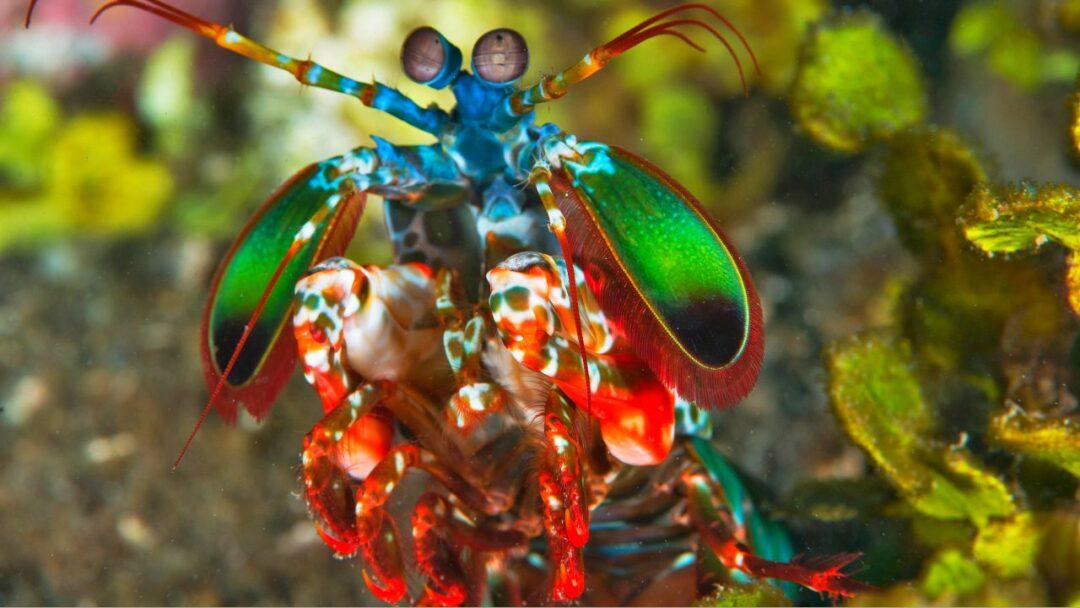 A brightly-colored Mantis Shrimp with large claws and striking eyes, swimming in an underwater environment