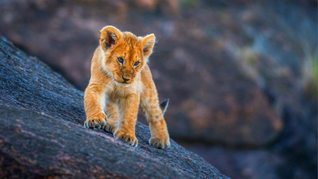 The Cutest 5 Big Cat Babies You've Ever Seen, A close-up photo of a baby lion cub standing on a rock and looking out into the distance, 