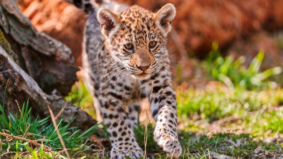 A baby leopard cub walking on the grassland.