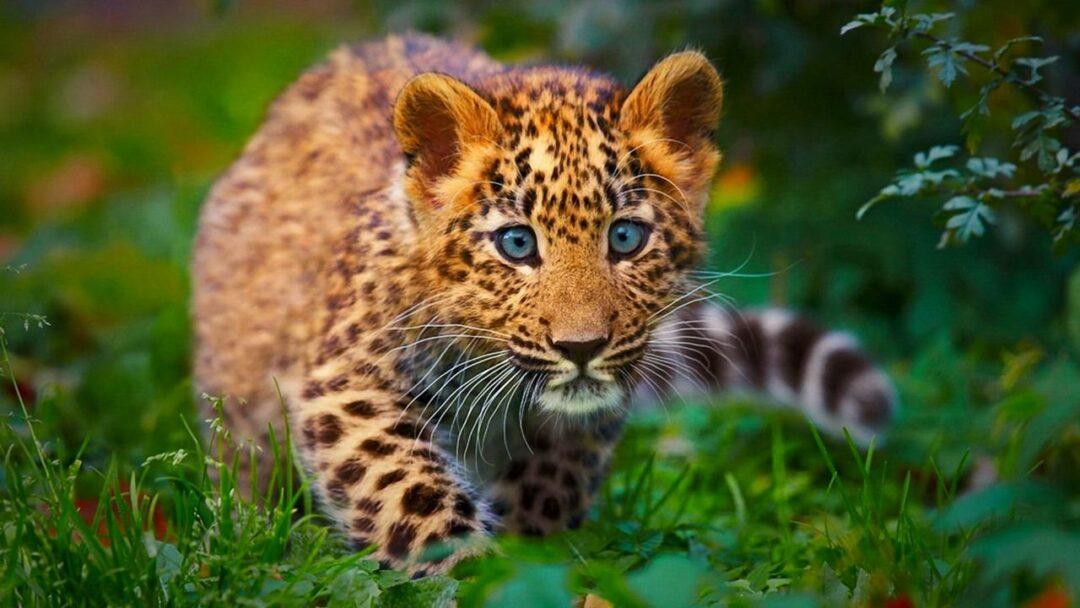 A baby jaguar cub walking on the grassland.