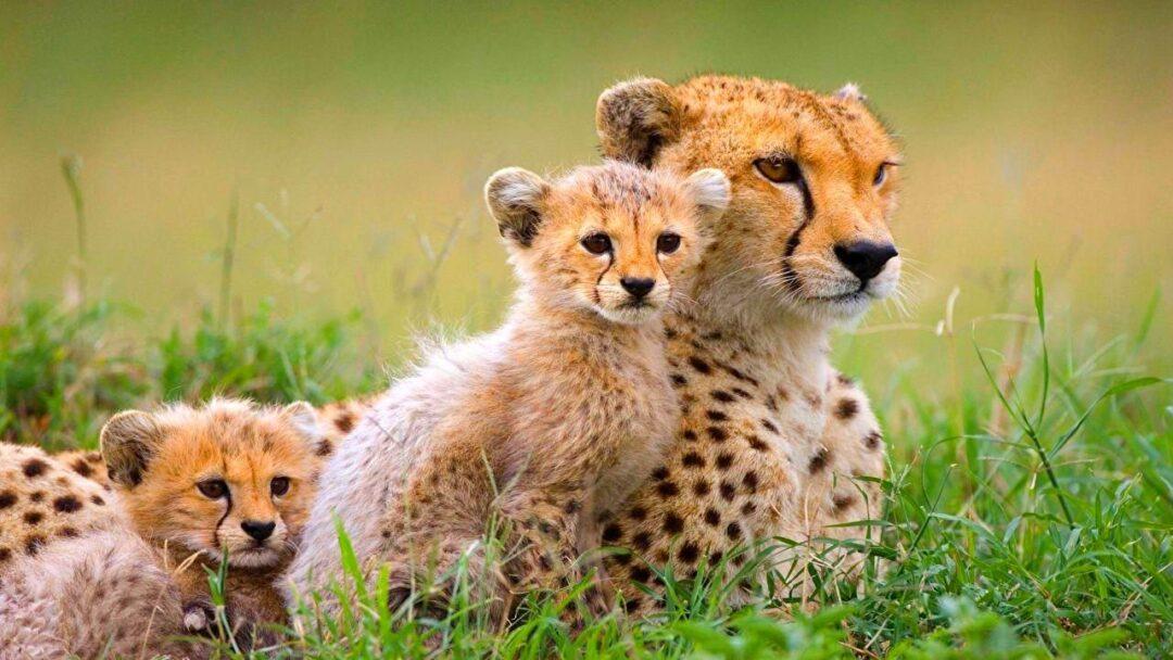 A close-up photo of a baby cheetah cub sitting next to its mother.