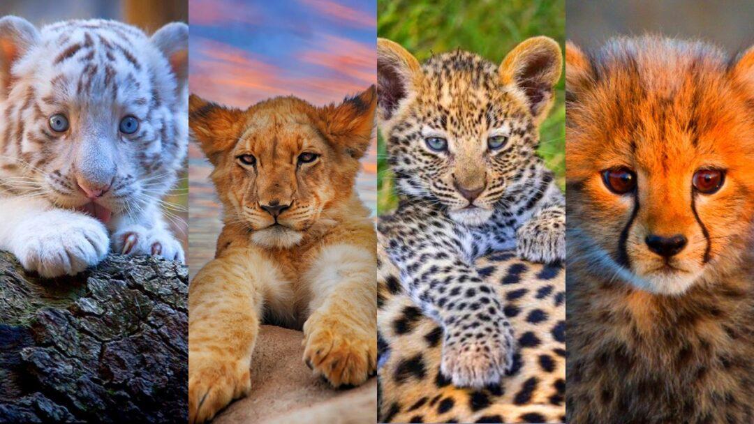 The Cutest 5 Big Cat Babies You've Ever Seen