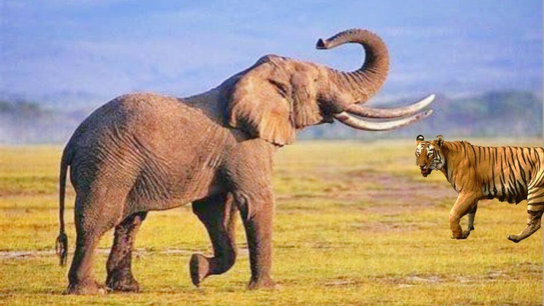 TIGER VS ELEPHANT: WHO WOULD WIN?