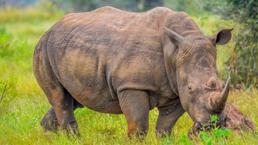 rhino standing on a grassy field with its head slightly lowered.