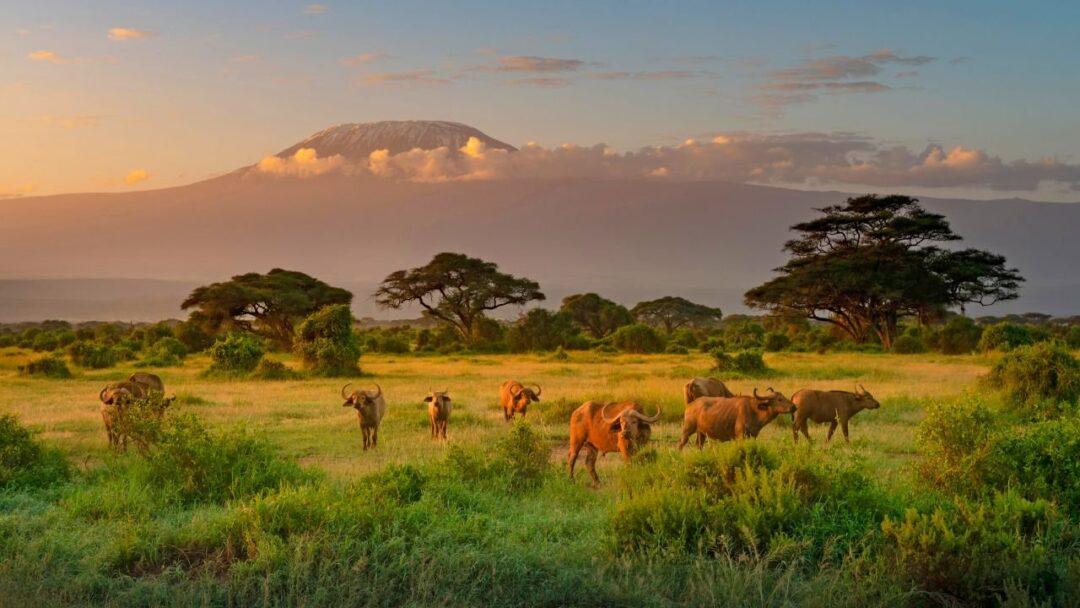 A majestic view of snow-capped Mount Kilimanjaro rising above the clouds against a clear blue sky.