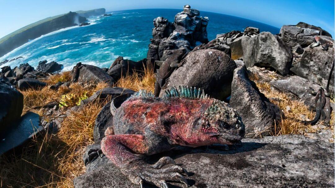 A scenic photo of the Galapagos Islands with a clear blue sky, crystal clear turquoise water and volcanic rocks.