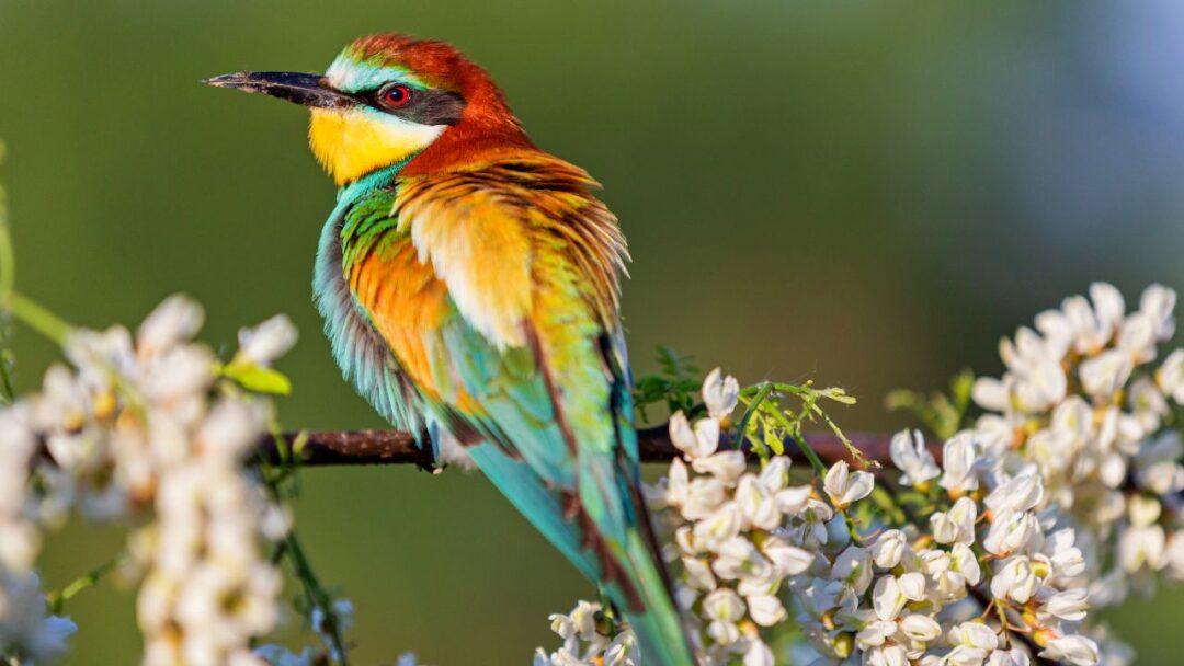 10 Fascinating Facts About Birds, Facts About Bird, A colorful bird perched on a tree branch