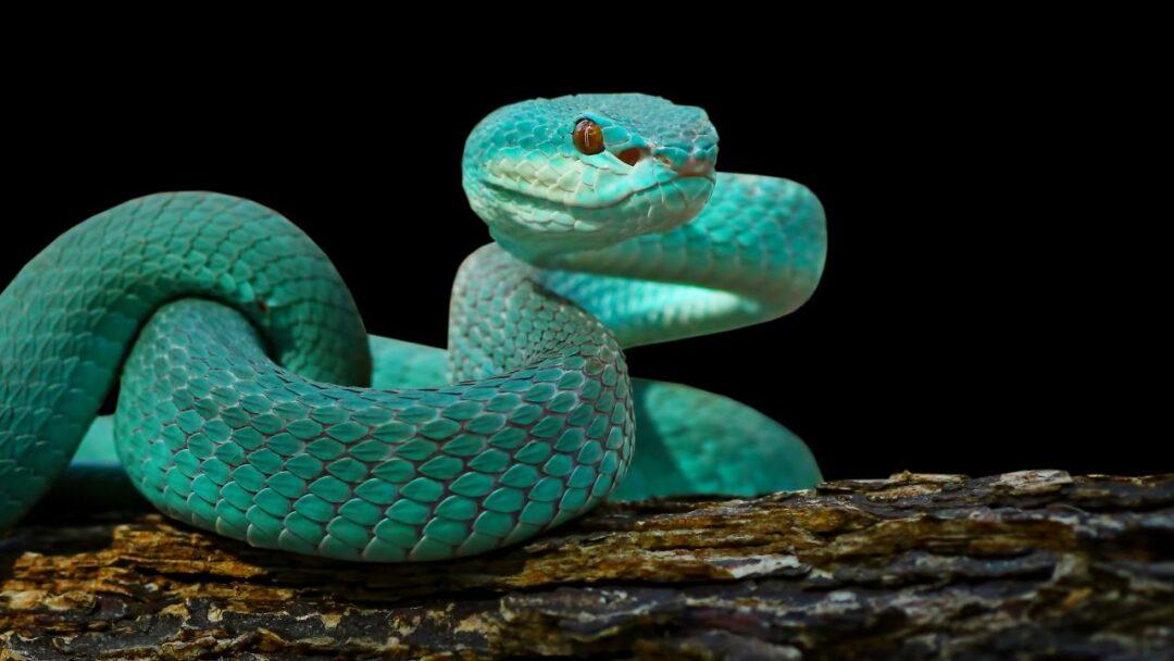 10 Surprising Facts About Snakes, Facts About Snake, A close-up image of a blue pit viper snake, showing its distinct blue scales and piercing yellow eyes.