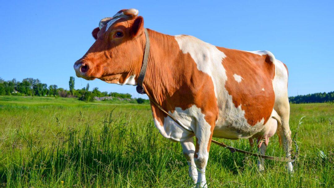 10 Amazing Facts About Cows, Facts About Cow, A brown cow standing in a green field with blue sky in the background.