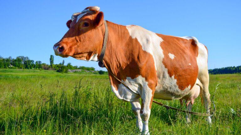 10-amazing-facts-about-cows-animal-tv-hindi