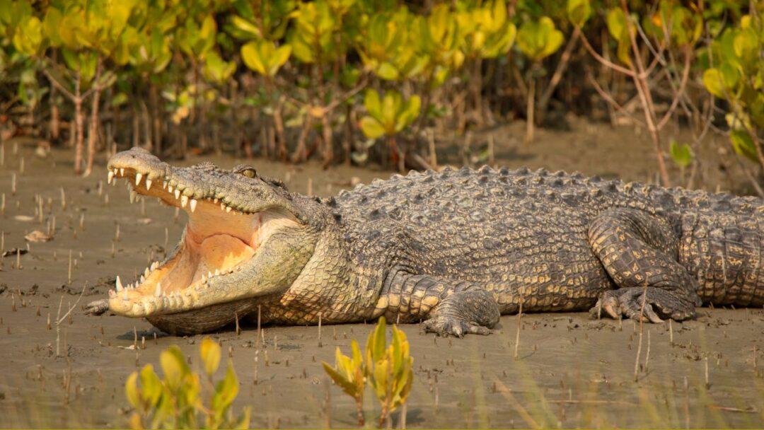 10 Fascinating Facts About Crocodiles, Facts About Crocodile, A crocodile with its jaws open, basking in the sun.