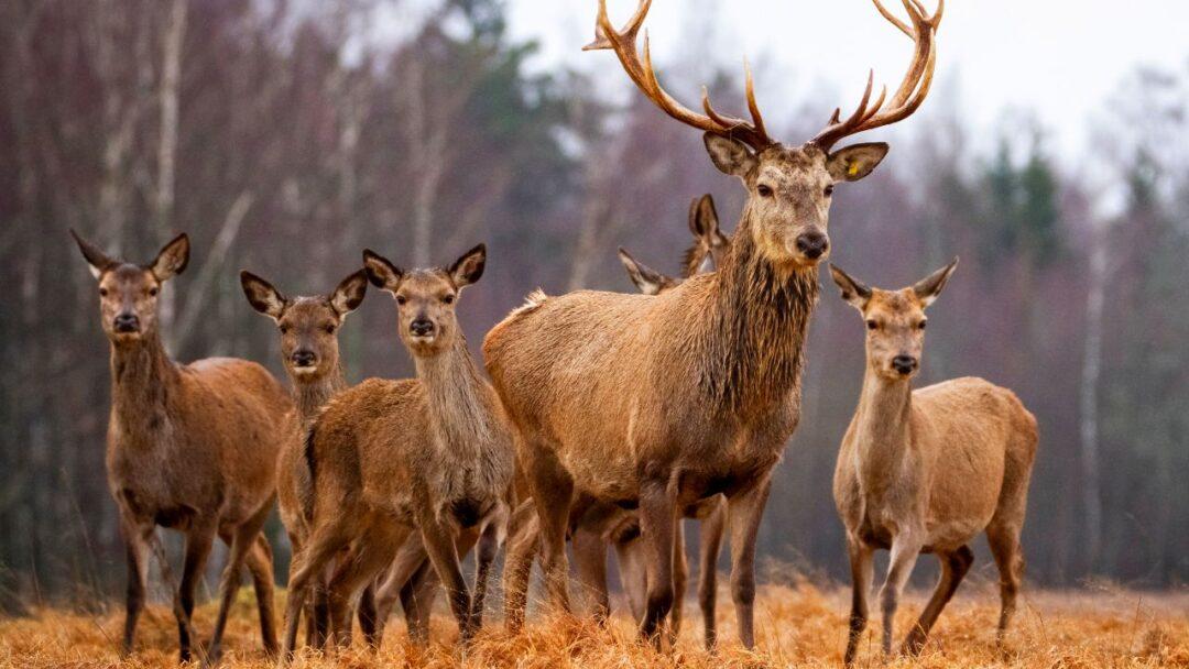 10 fascinating facts about deer, Facts About Deer, A group of deer grazing in a field under the sun.